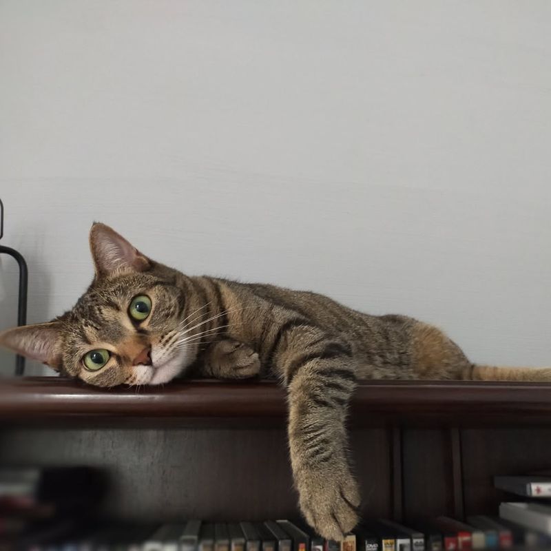 常盤貴子の愛猫