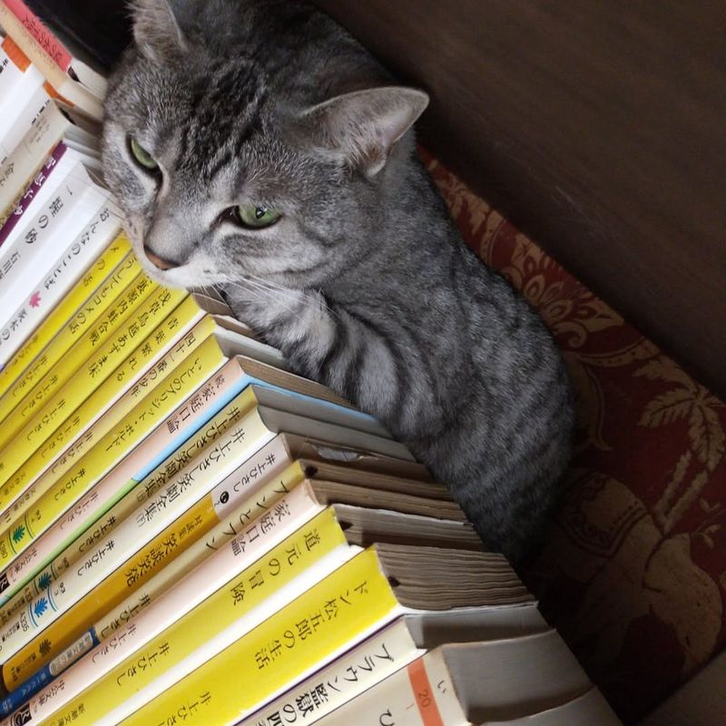常盤貴子の愛猫