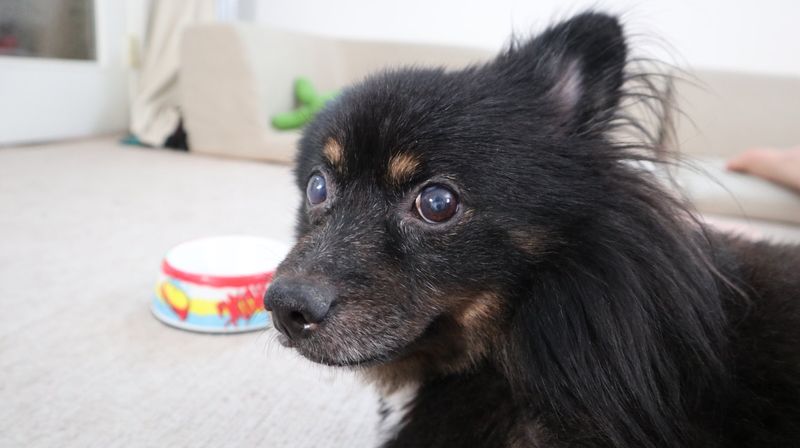 恭一郎の愛犬・リリィ