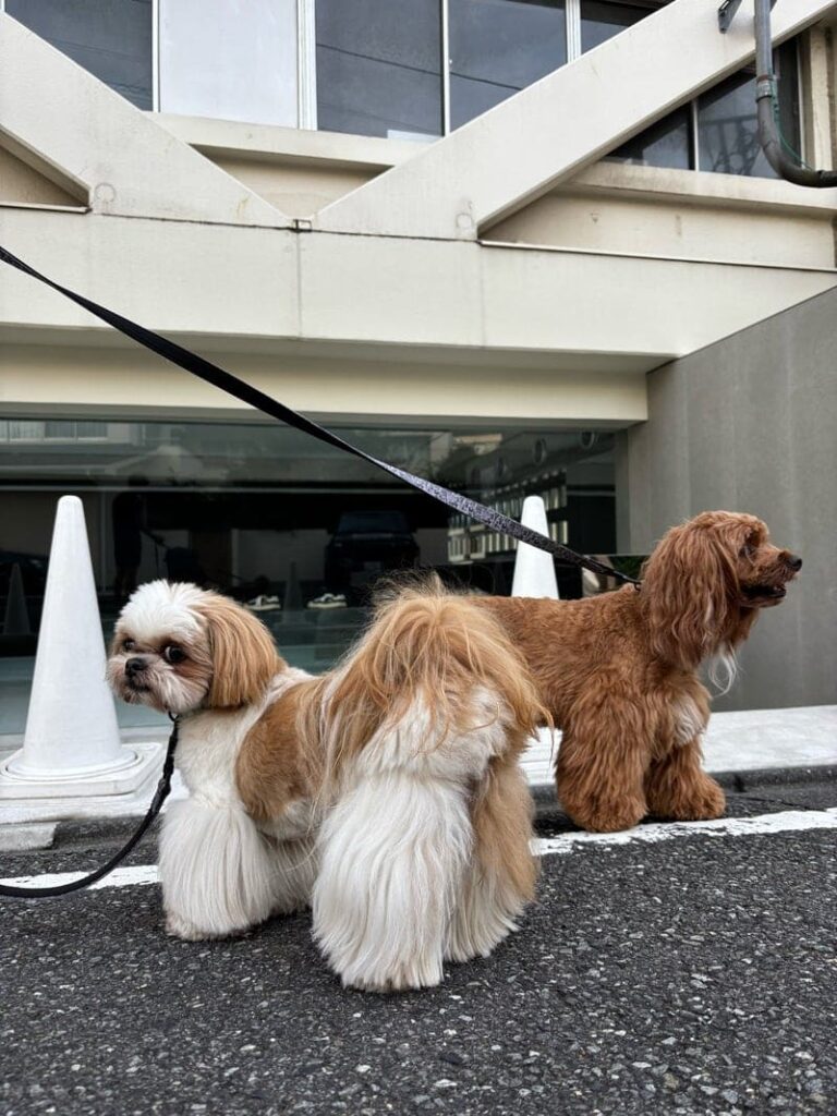 おおたわ史絵さんの愛犬たち