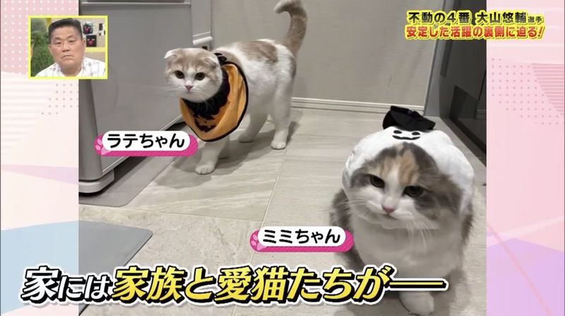 大山悠輔の飼い猫